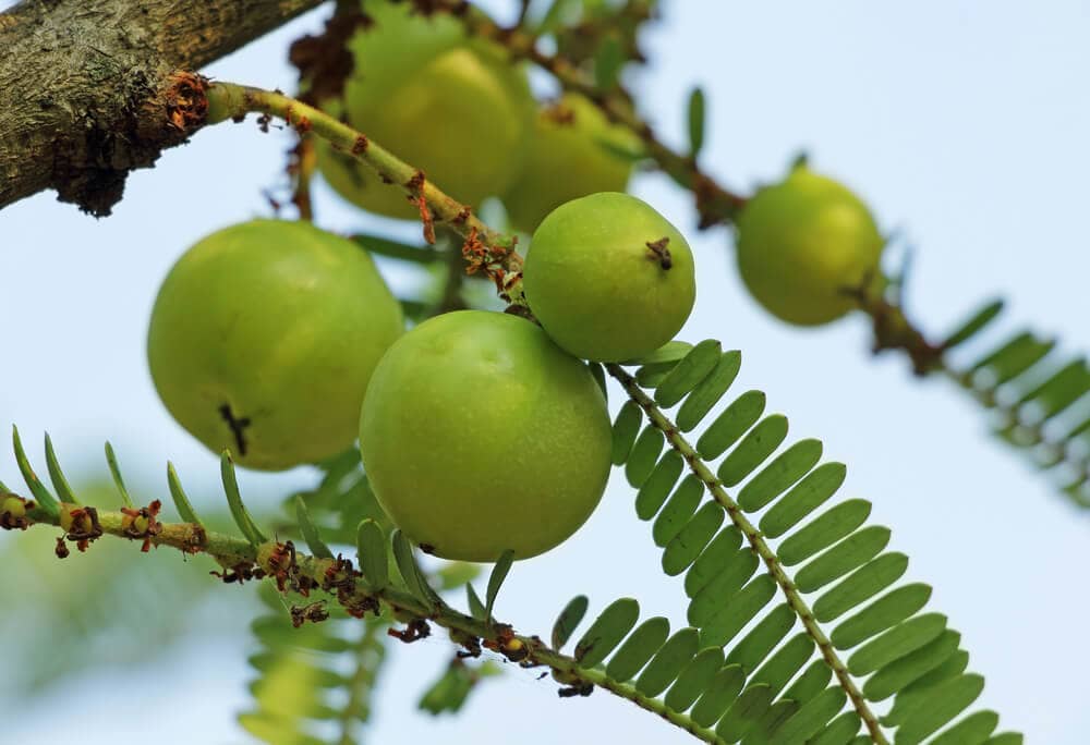 Amla Fruit