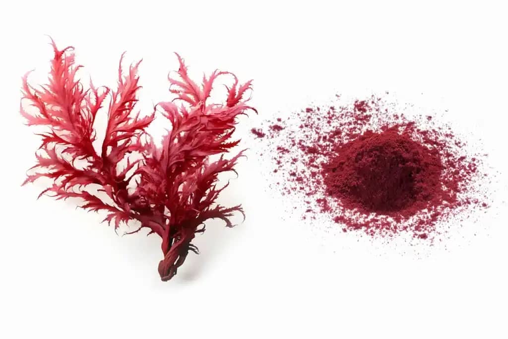 Haematococcus Algae
