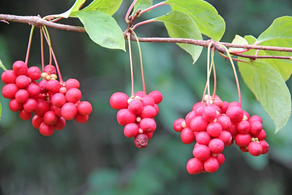 Schisandra Red Berries